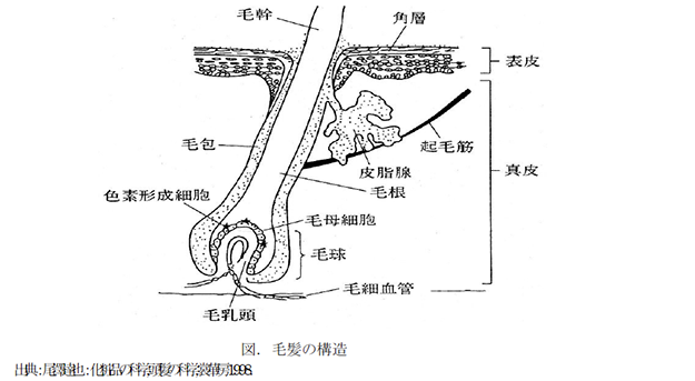 図・毛髪の構造
