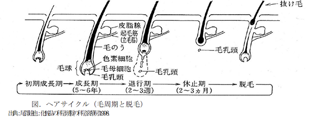 図：ヘアサイクル（毛周期と脱毛）